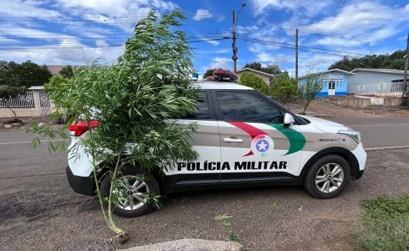 Planta estava ganhado altura em Xaxim (Foto: Polícia Militar)