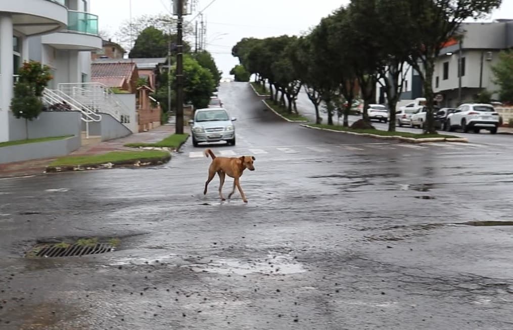 Cachorros perambulam sozinhos em busca de carinho (Foto: Henrique Paulo Koch)
