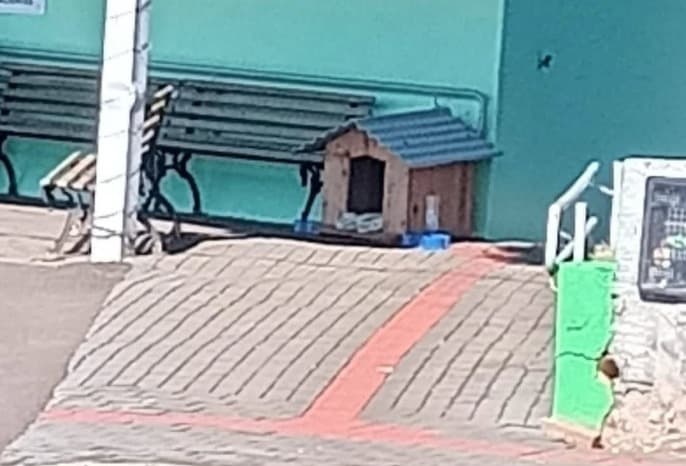 Prefeitura pede troca de local de casinha colocada para cachorro de rua em Nova Erechim
