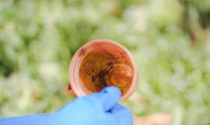 Sul Brasil confirma epidemia de dengue e publica decreto de emergência 