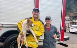 Cachorro recebeu suporte de socorristas (Foto: Corpo de Bombeiros)