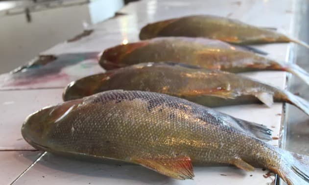 Prefeitura de Pinhalzinho fará Feira do Peixe Fresco nesta final de semana  (Foto: Ariane Alcântara/G1 AM)