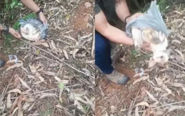 Animal estava agonizando em mata (Foto: Polícia Civil)