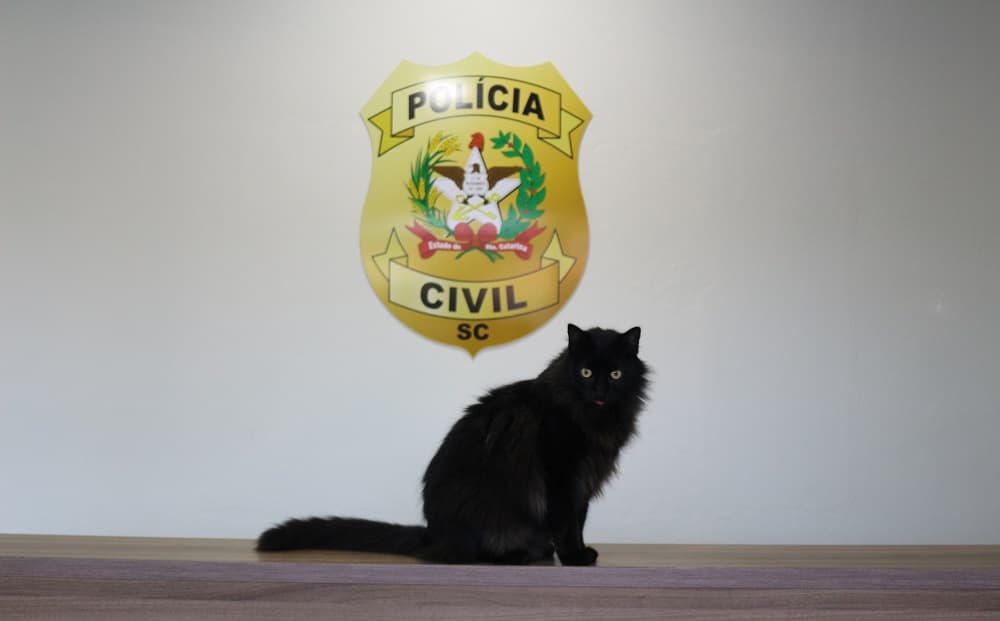 Gatinho esbanja charme (Foto: Henrique Paulo Koch)