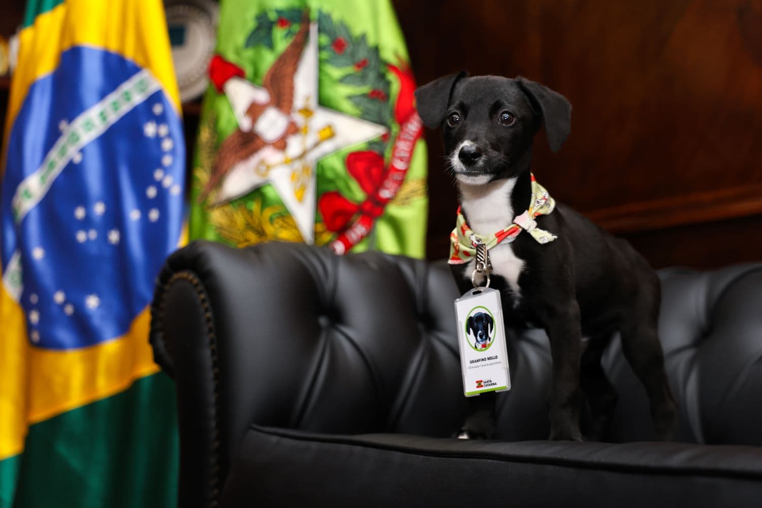 Estado investirá mais de R$17 milhões em castrações de cães e gatos