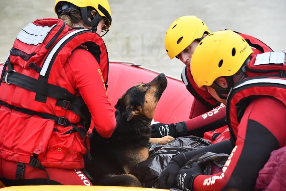 Animal ficou preso em árvore e também foi resgatado (Foto: Corpo de Bombeiros)