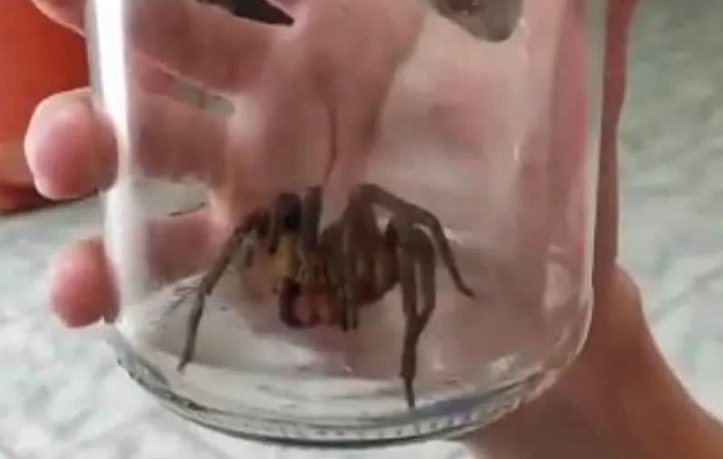 Aranha-armadeira estava dentro de imóvel (Foto: Corpo de Bombeiros Voluntários)