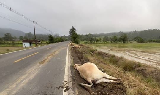Sete bois morrem em acidente; um sobrevive