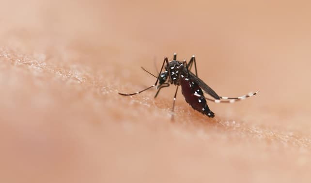 Pinhalzinho atinge nível epidêmico de dengue com 72 casos confirmados