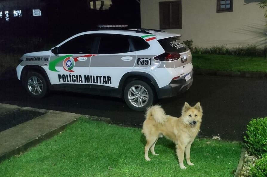 Animal escolta viatura durante rondas (Foto: Divulgação)