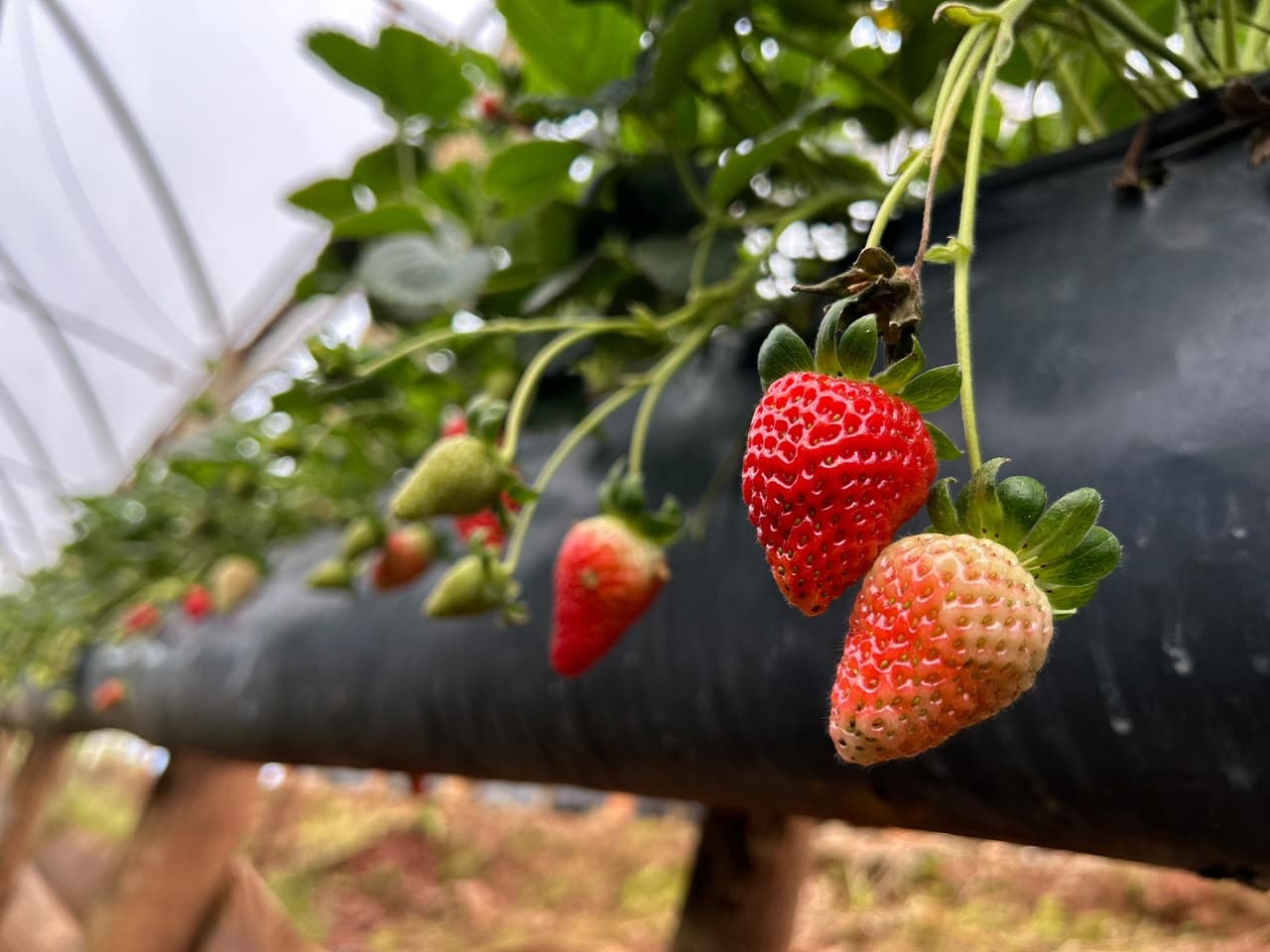 Produção de morangos transforma propriedade e reforça a força da parceria com o Sicredi Conexão (Foto por Renan Ribeiro)