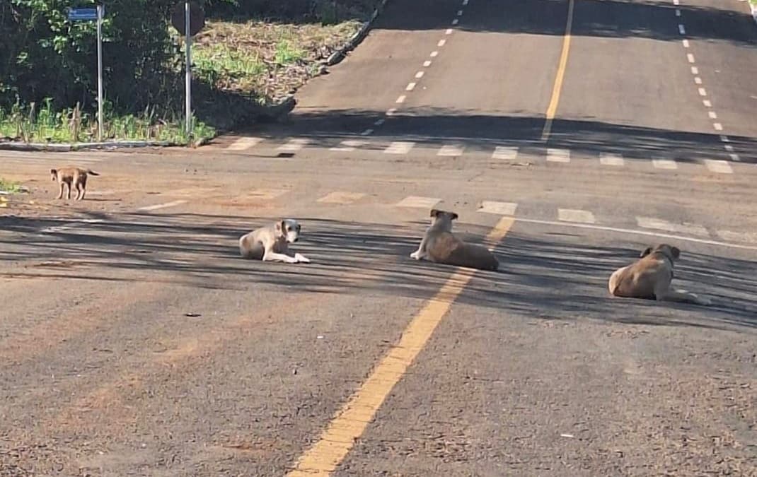 Animais serão amparados por legislação (Foto por Divulgação)
