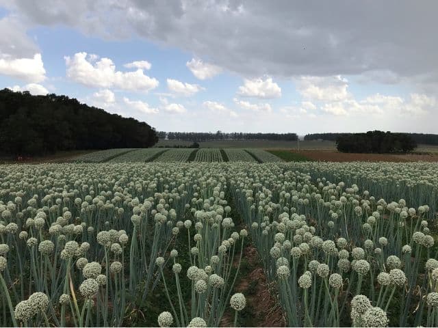 Apenas 5% do cultivo de cebola no Estado utiliza sementes híbridas (Foto por Epagri)