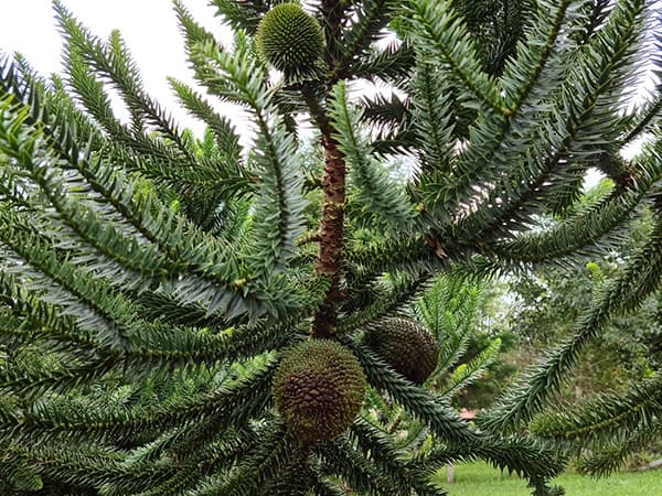 Defeso do pinhão entra em vigor e Polícia Militar Ambiental reforça fiscalização (Foto por Divulgação)