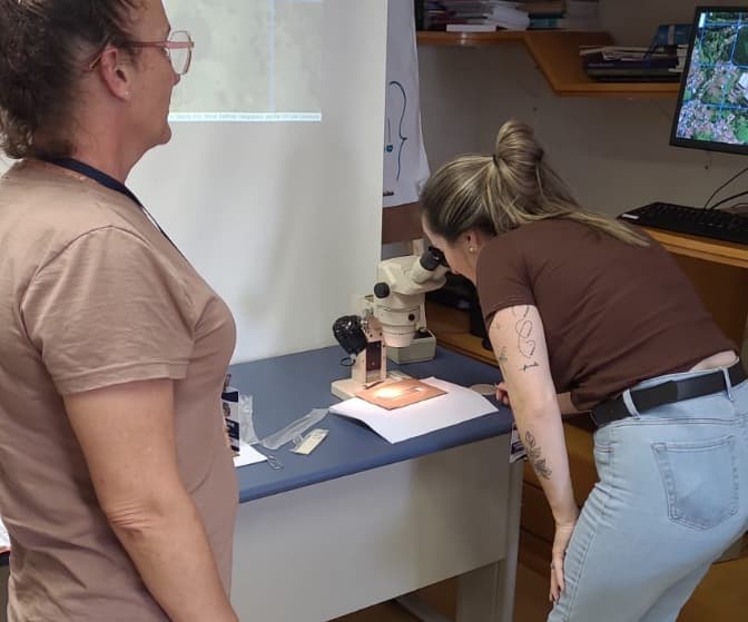 Modelo amplia monitoramento do Aedes aegypti com novas armadilhas e microscópio digital