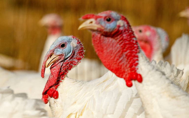 Medida busca proteger a produção avícola mexicana após confirmação da doença em granja comercial de perus (Foto por Divulgação)