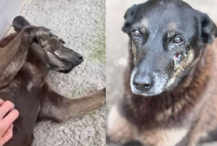 Corpo do cão Orelha é exumado (Foto por Divulgação)