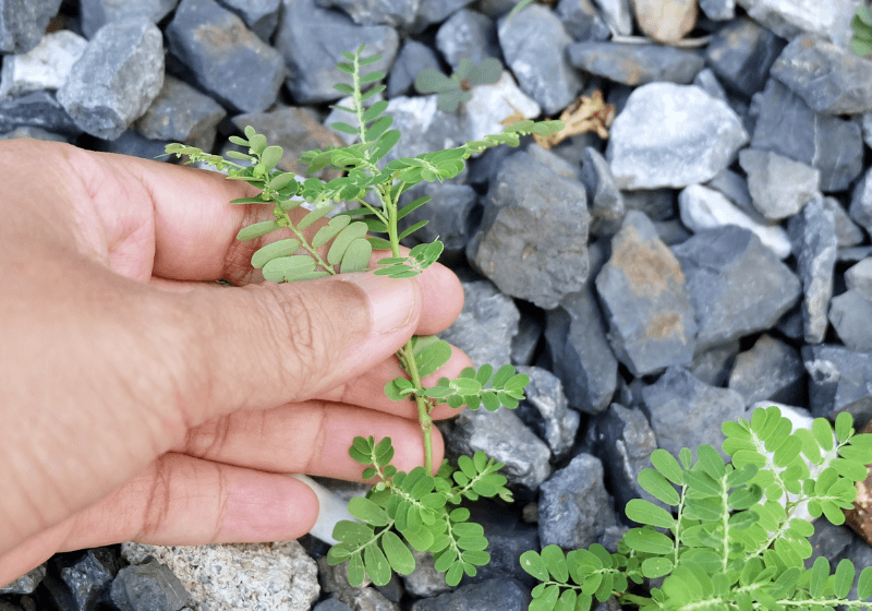 Folha de quebra-pedra será o 1º remédio de plantas medicinais do SUS