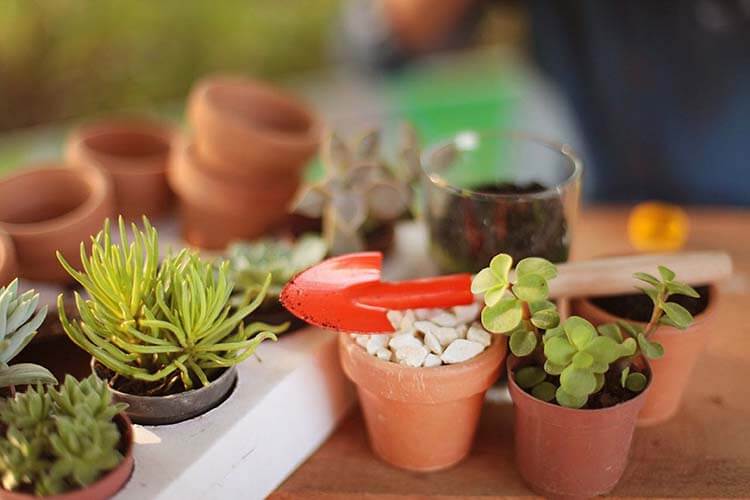 Oficina de jardinagem vai reunir idosos de Pinhalzinho em tarde de aprendizado e convivência