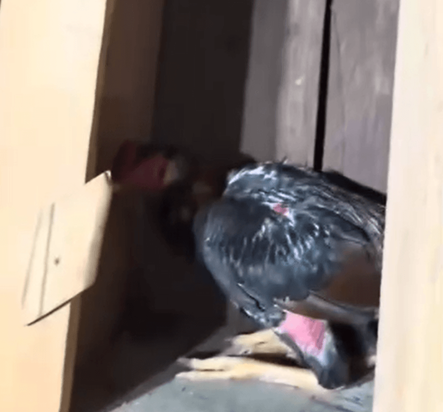 Polícia flagra rinha de galos após denúncia e apreende 27 animais