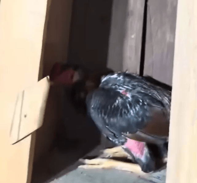Polícia flagra rinha de galos após denúncia e apreende 27 animais