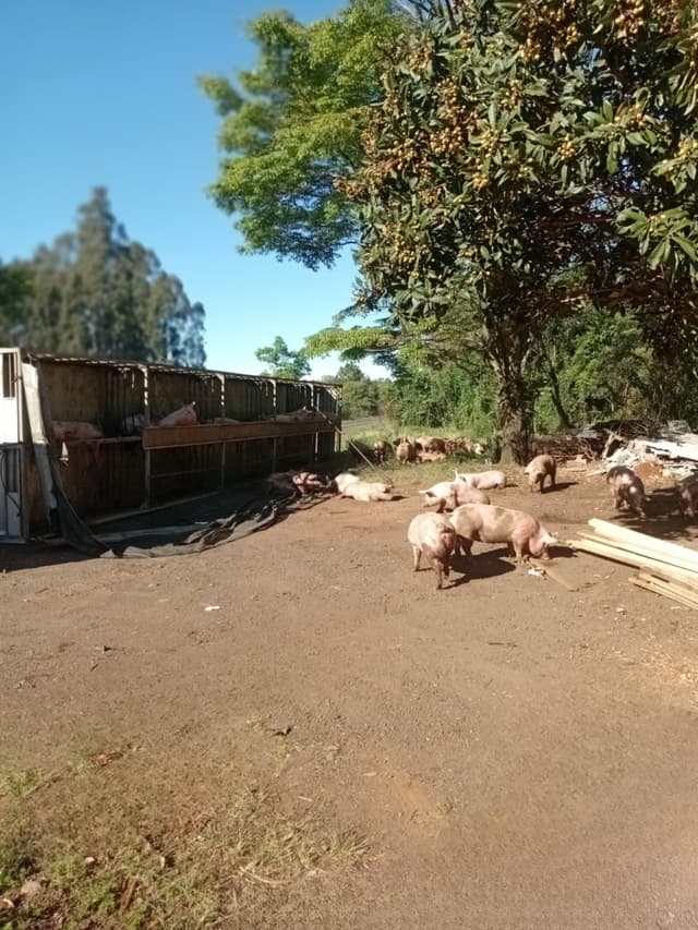 Volvo tomba logo depois de carregar suínos no Oeste