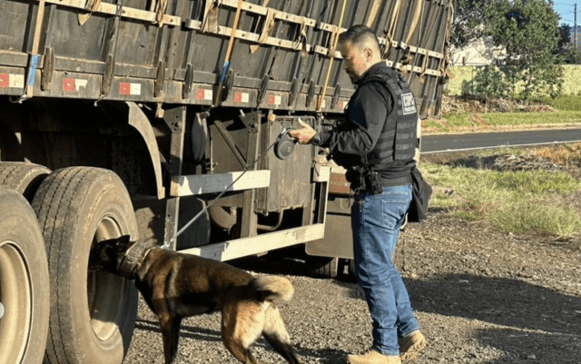 Cães farejadores entram em ação no Oeste