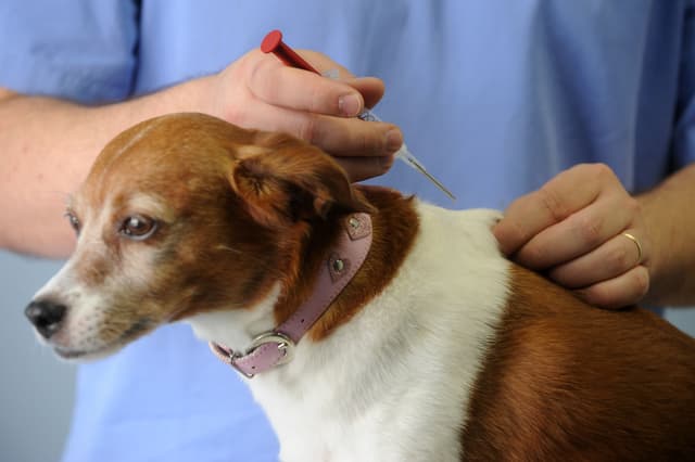 Pinhalzinho promove mutirão gratuito de castração e microchipagem de cães e gatos