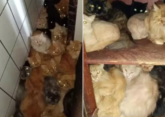Justiça determina retirada de gatos de apartamento em Concórdia após ação do MPSC