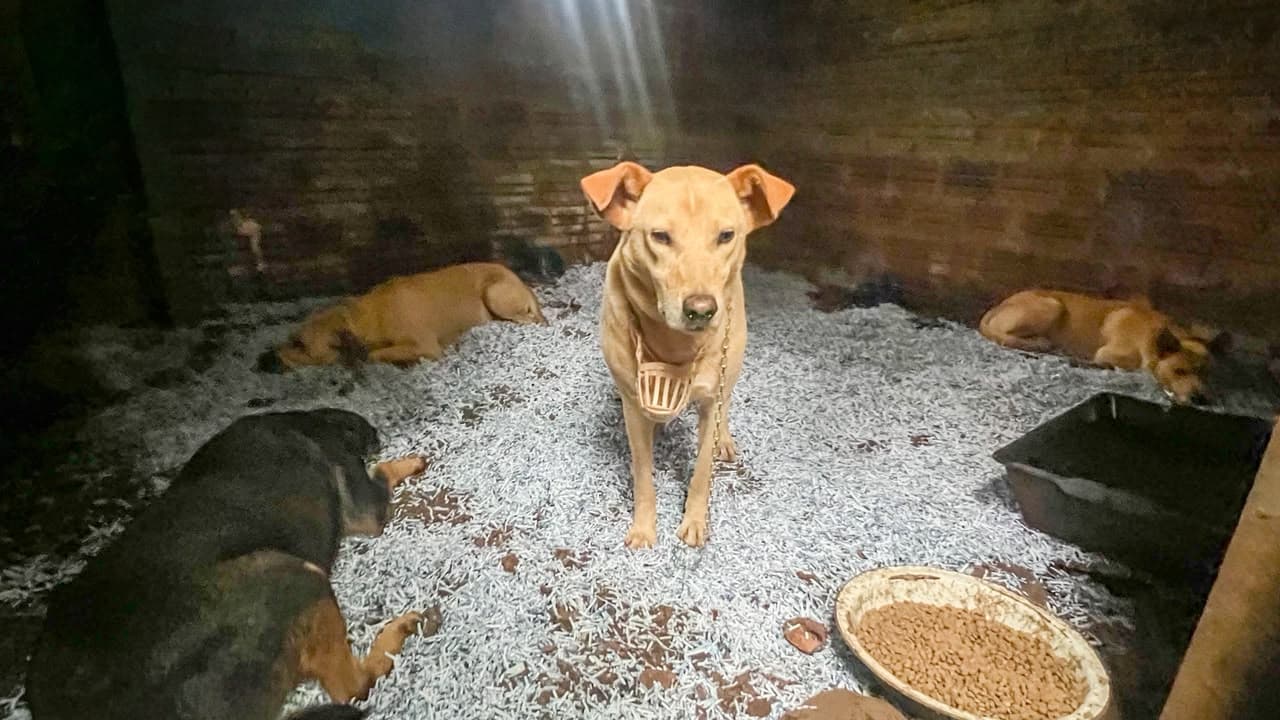 Animais foram levados para um abrigo no município (Foto por Divulgação)