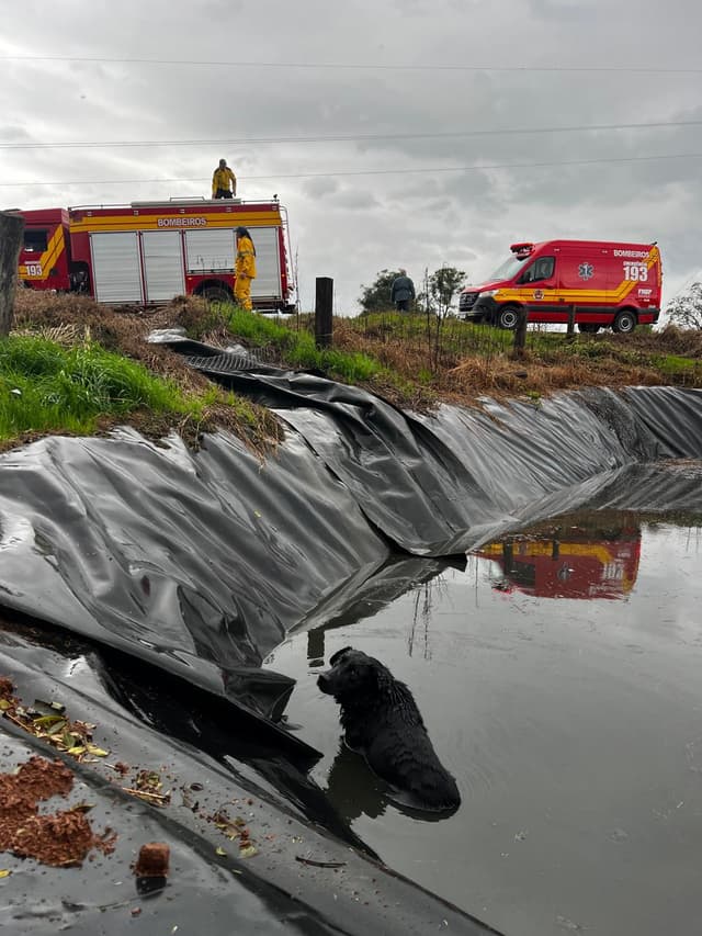 Cão é resgatado de esterqueira pelos Bombeiros em Seara