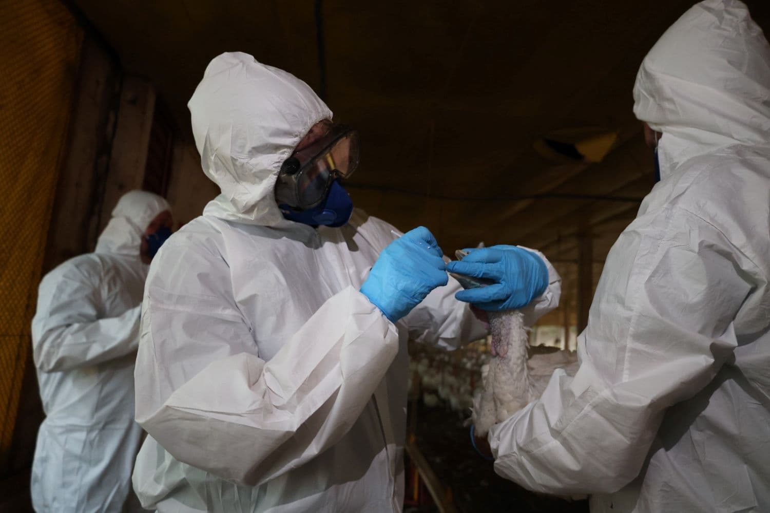 Propriedades no entorno do foco de Doença de Newcastle recebem  vigilância epidemiológica (Foto por Kelly Magri)