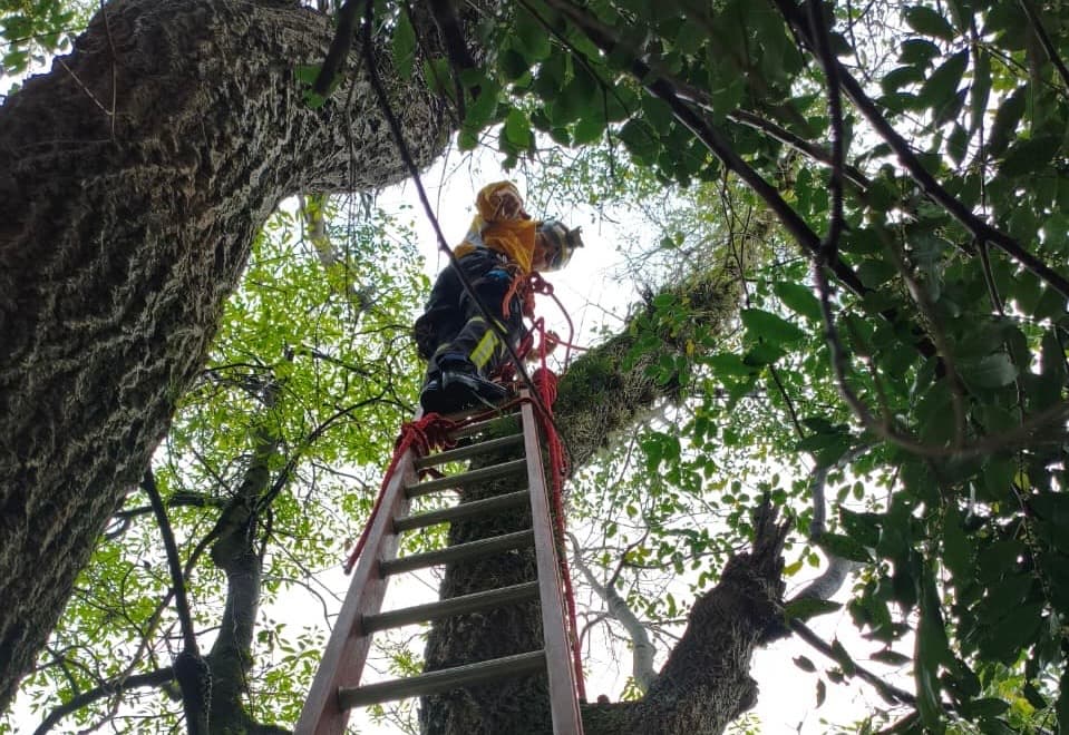 Socorristas resgatam gato que ficou 3 dias a 25 metros de altura