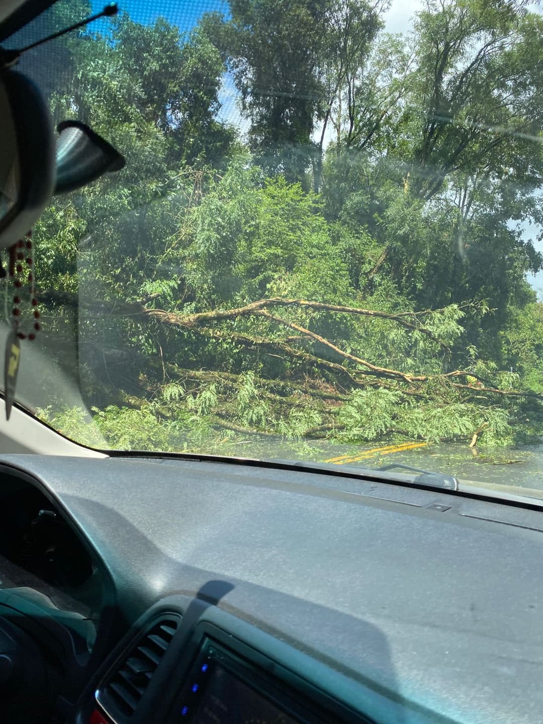 Queda de árvore bloqueia BR-282 em Nova Itaberaba