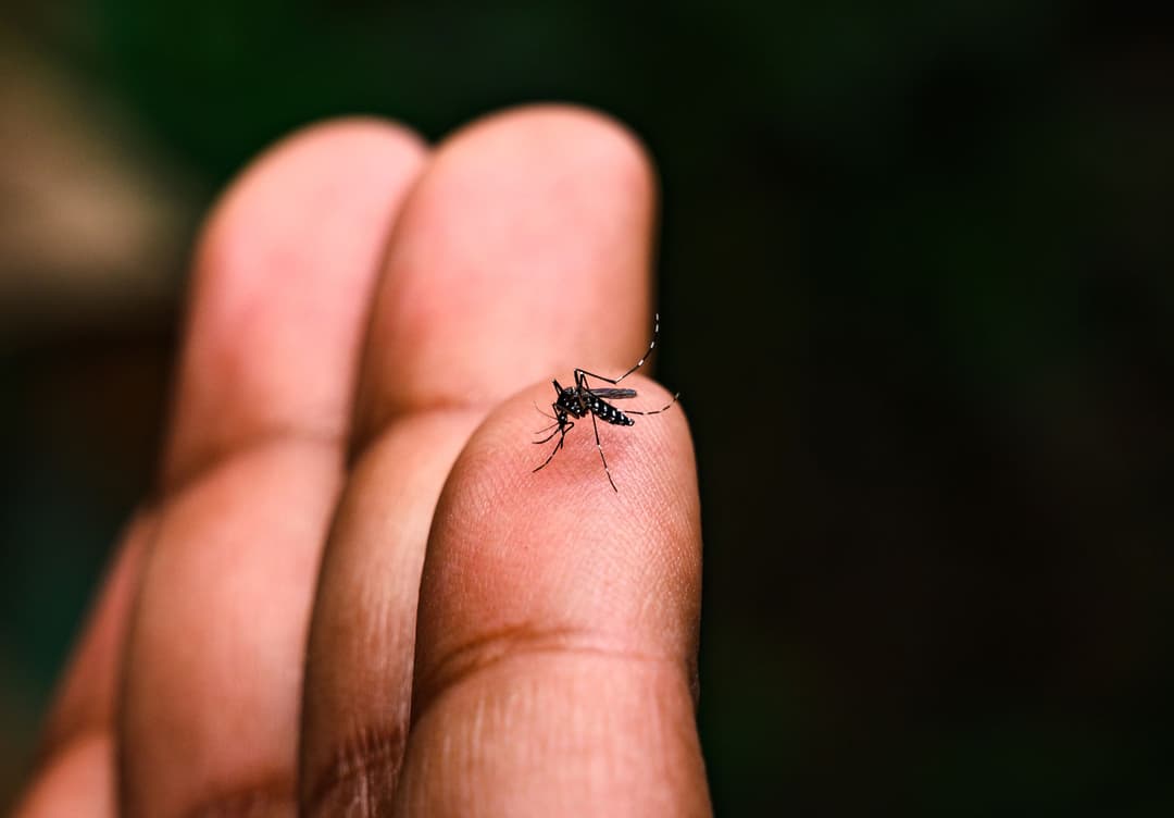 El Niño acende alerta para aumento de casos de dengue e chikungunya no Brasil