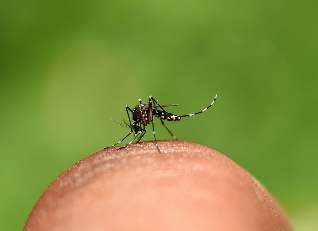 184 municípios de SC já são considerados infestados pelo Aedes aegypti