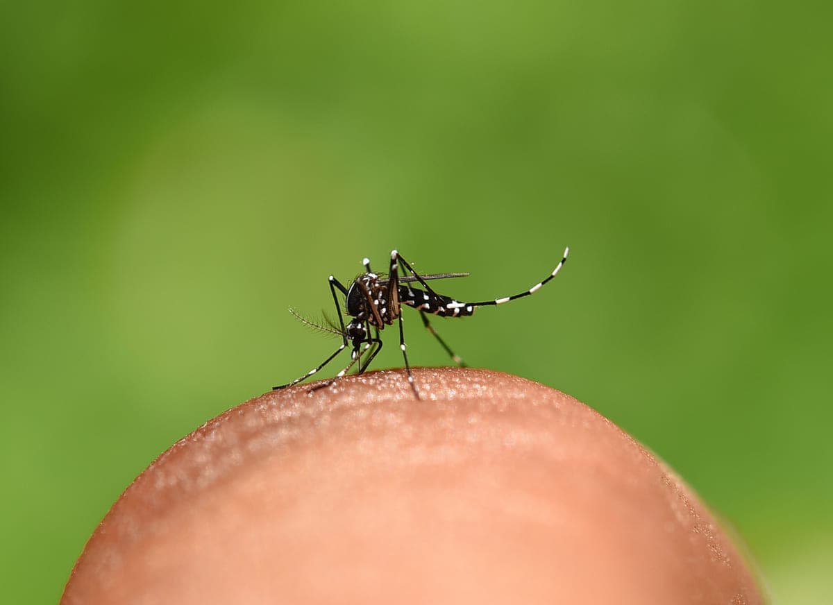 Saúde registra mais de 62 mil focos do mosquito Aedes aegypti até início de dezembro (por Reprodução/Internet)
