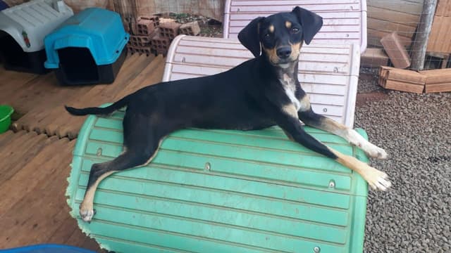 Feira em Modelo busca encontrar novos lares para cães resgatados