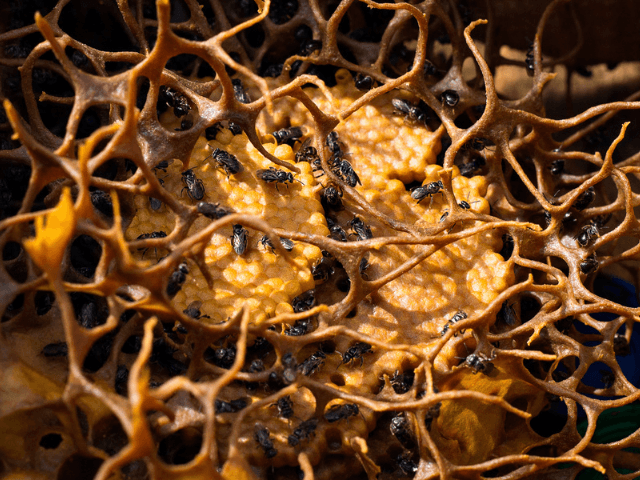 Projeto une produtores e leva capacitação para fortalecer criação de abelhas no Extremo-Oeste