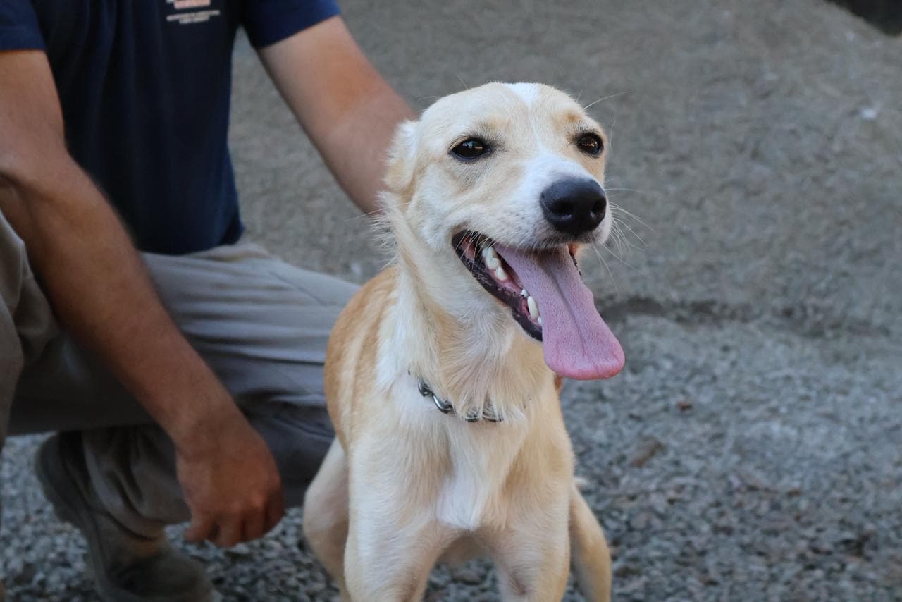 Feirinha de Adoção garante novos lares para 14 animais em Maravilha