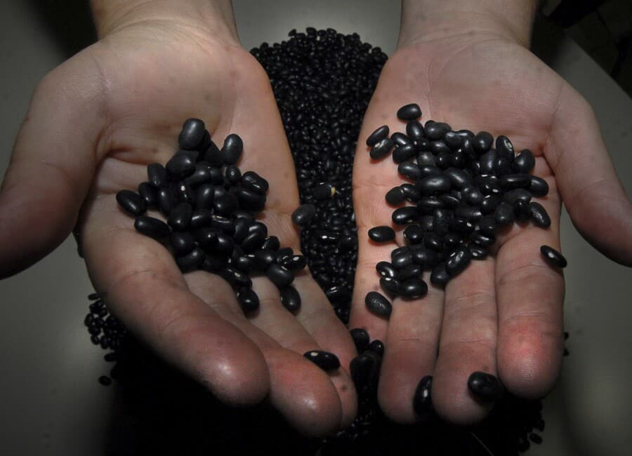 O feijão preto está entre os produtos beneficiados pelo projeto aprovado nesta terça (Foto por Divulgação/Alesc)