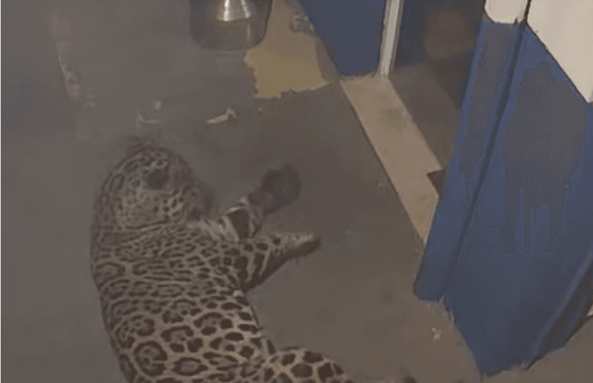 Onça "descansa" em frente da porta de empresa no Paraná
