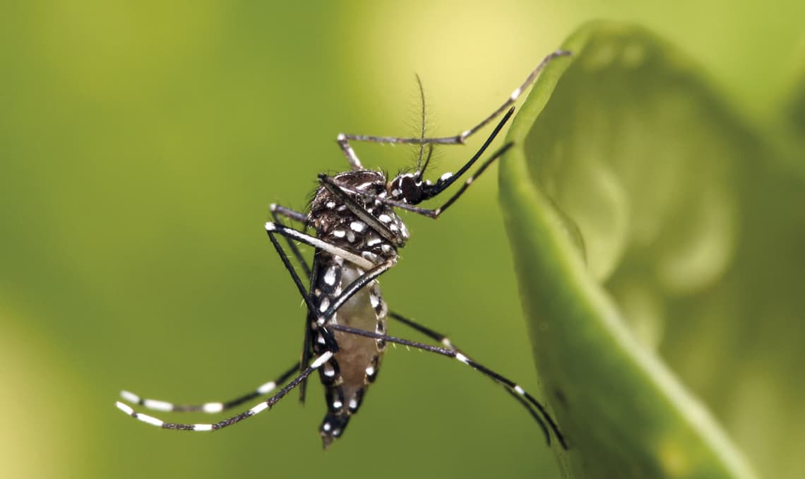 Aedes aegypti é o transmissor da dengue (Foto por Muhammad Mahdi Karim/Wikimedia Commons)