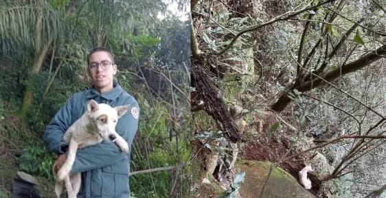 Cachorro permaneceu isolado em área de difícil acesso e foi retirado em segurança por equipes do Corpo de Bombeiros após operação com técnicas de rapel (Foto por Divulgação)