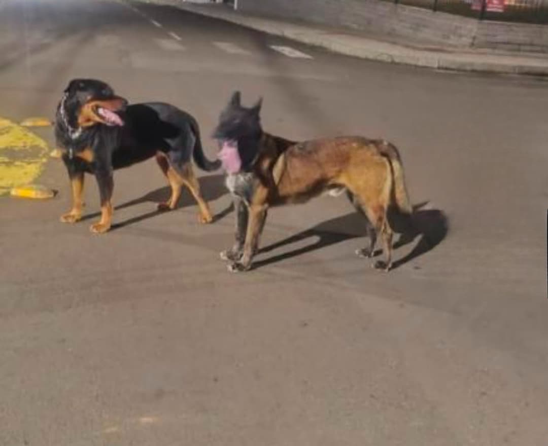 Rottweiler e pastor alemão fogem de residência no Oeste
