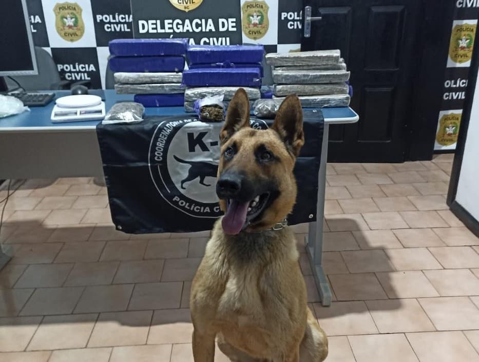 Trabalho contou com faro especializado (Foto por Polícia Civil)
