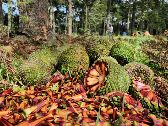 Começou mais uma temporada de pinhão em Santa Catarina (Foto por Secom/Epagri)