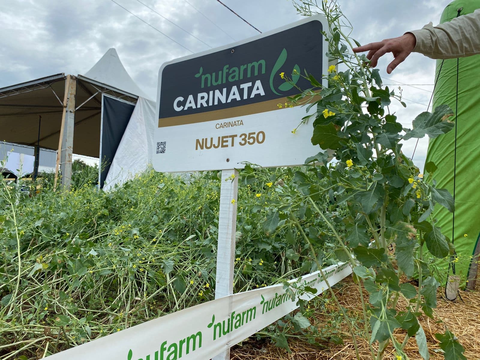 Carinata surge como alternativa estratégica para o inverno no campo (Foto por Felipe Eduardo Zamboni)
