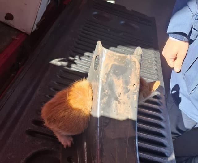 Bombeiros salvam filhote de gato preso em peça metálica em Chapecó