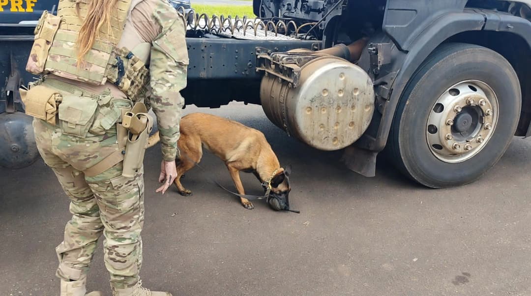 Cães da PRF descobrem esconderijo inusitado de drogas